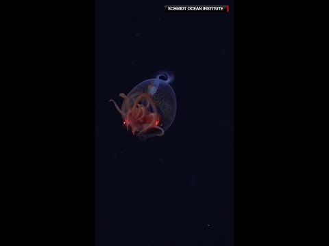 The Search for the Colossal Squid