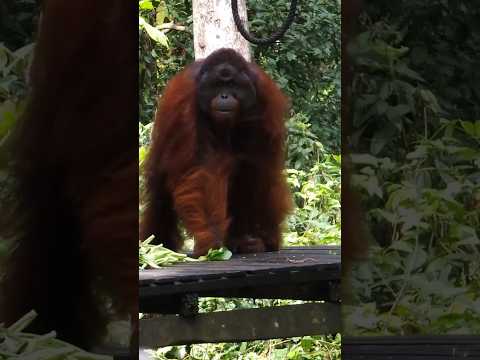 Large Male Orangutan #NotExtinctYet #ape #borneo #sepilok