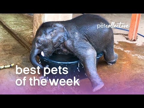 Best Pets of the Week - BABY ELEPHANT BATH | The Pet Collective - UCPIvT-zcQl2H0vabdXJGcpg
