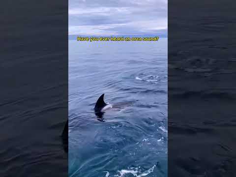 Happy World #Orca Day! 🐋🐋🐋 #AnimalFacts #wildlife #wildlifeplanet  #orcas #oceananimals #zoo