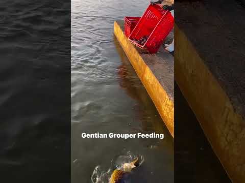 Gentian Grouper Feeding龍膽石斑魚#fish#food