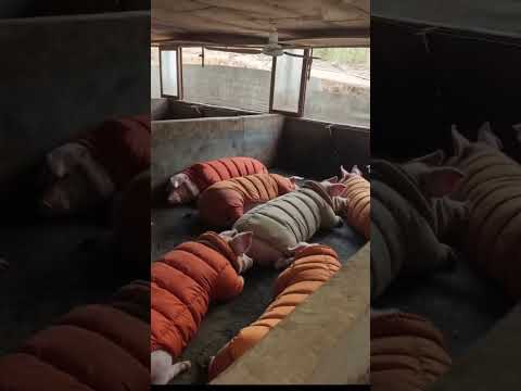 Áo ấm mùa đông