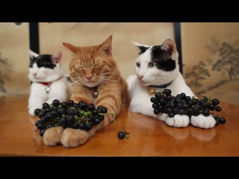 2025年9月13日かご猫ライブ配信の楽しみ方 サムネイル