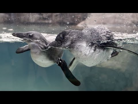 Image: UK zoo welcomes endangered African Penguin chicks (U)