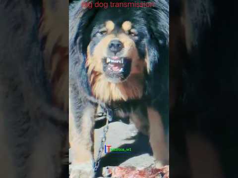 _you are not afraid of animals #shorts #ytshorts #animals #animalshorts #shark #explore