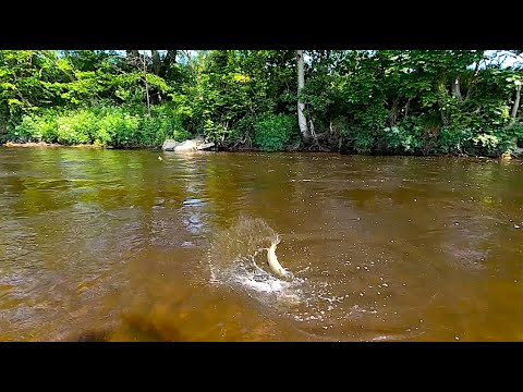 Sunday Morning on the River Doon with Davie McPhail 4 June 2023