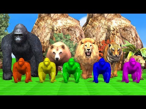Gaint Wild Animals Color Gorillas Finger Family Song for kids,Gorilla,Lion,Tiger,Bear,NASH TOON Tv