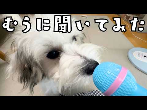 【むぅの自己紹介】初インタビュー!🐾