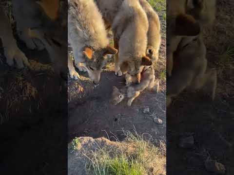 The <strong>Whole</strong> Wolf Pack Cares for Their Injured Little Pup!