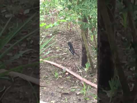 Magpie eating tiktiki #eating # #campursari #coversong #happy