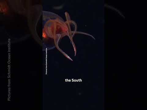 Colossal squid filmed in natural habitat for first time
