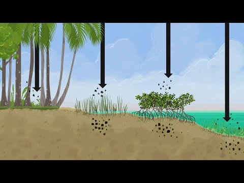 Blue carbon ecosystems | AFP