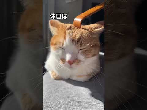 猫の動画サムネイル - 「猫に奪われるもの３選」猫あるあるソング