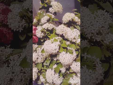 phool tumhe bheja hai #shortvideo #viralvideo