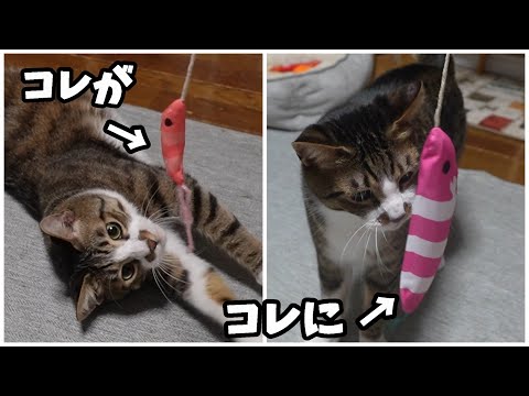 猫がお気に入りのエビさんが壊れたので新調したのが全然違うけど気に入ってくれるのか？【リキちゃんねる　猫動画】 キジトラ 猫のいる暮らし