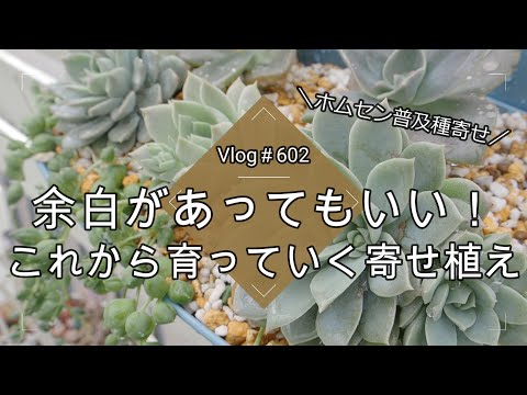 【Vlog602】【多肉植物】ホムセン普及種寄せ💚余白があってもいい！これから育っていく寄せ植え【銀武源】