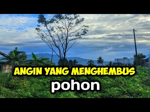 Suasana saat angin menghembus pohon | suasana alam