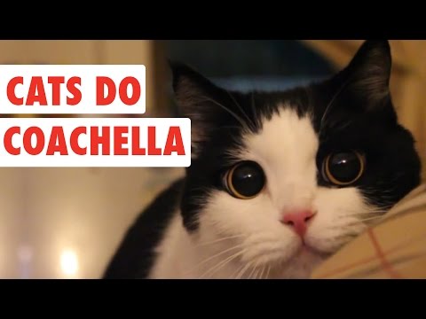 Cats Do Coachella | Funny Cat Video Compilation 2017 - UCPIvT-zcQl2H0vabdXJGcpg