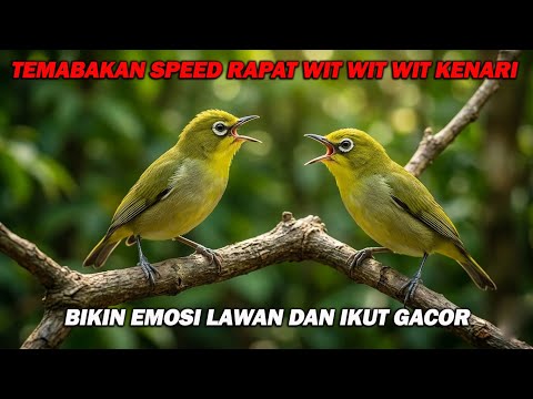 PANCINGAN PLECI NEMBAK WIT WIT WIT KENARI, BIKIN LAWAN IKUT NEMBAK DAN BUKA PARUH