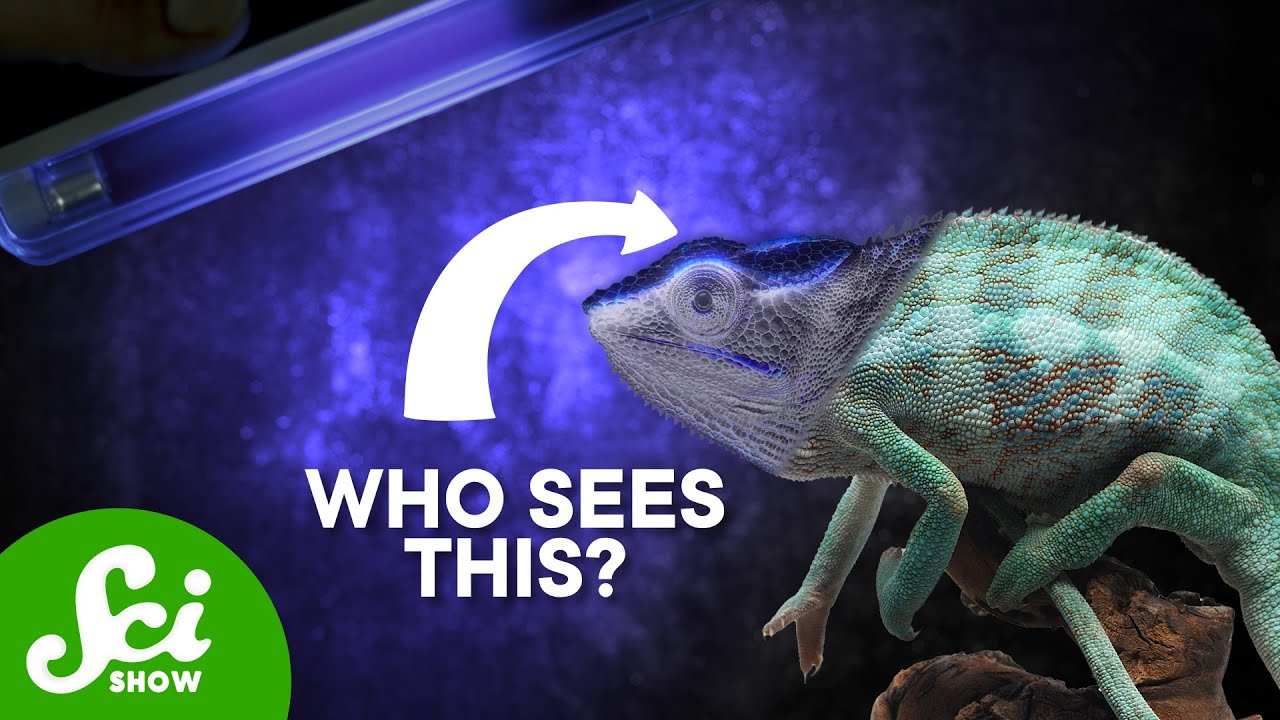 Why Do These Reptiles’ Bones Look Blue?