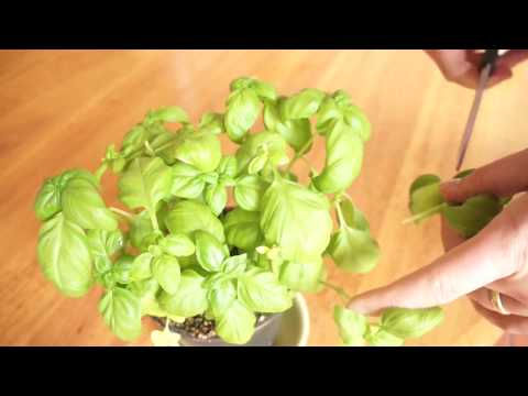 Creating New Basil Plants From Your Old Plants
