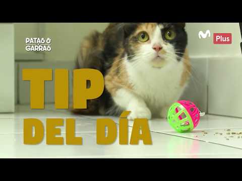 Patas y Garras - Tip para recibir un gato - UCKc2cPD5SO_Z2g5UfA_5HKg