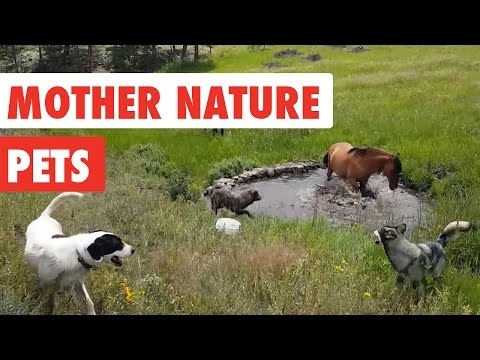 Mother Nature Pets | Funny Pet Video Compilation 2017 - UCPIvT-zcQl2H0vabdXJGcpg