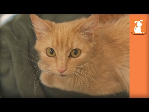 Homeless Kittens Born At Mall Loading Dock Rescued With Mother - UCPIvT-zcQl2H0vabdXJGcpg