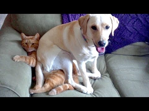TRY NOT TO ROLL ON THE FLOOR LAUGHING - Funny ANIMAL compilation - UC9obdDRxQkmn_4YpcBMTYLw