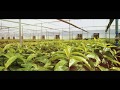 Terra Especial Para Plantio Orgânico Substrato Vitaplan 2kg Condicionador de Solo