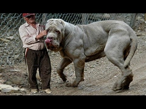 Giant dogs of the world part 1!!! - UCI-mqa072aPsYSijI3pzxzw