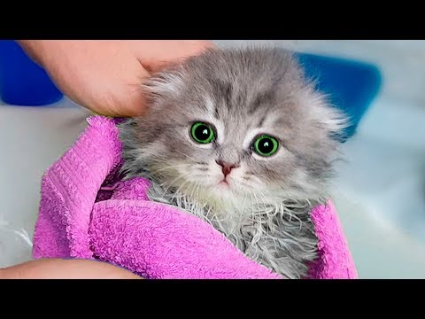 8 LIFE HACKS FOR CAT! - UCatfiM69M9ZnNhOzy0jZ41A