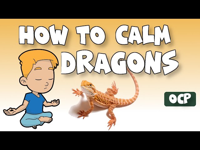 How to Calm a Stressed Bearded Dragon?