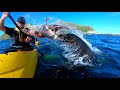 Un phoque gifle un kayakiste avec un poulpe
