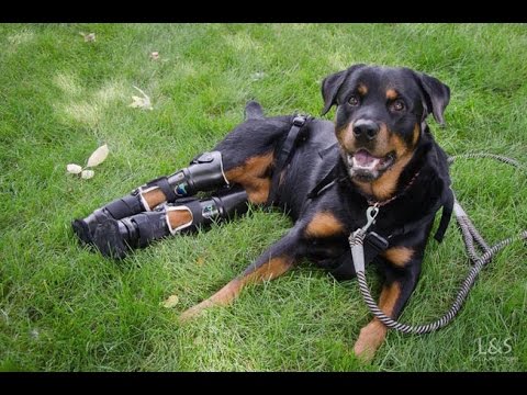 Tomorrow Daily - Bionic dog Brutus has all four legs fitted with prosthetics, Ep. 159 - UCOmcA3f_RrH6b9NmcNa4tdg