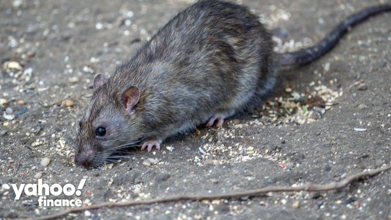New York City is hiring a Director of Rodent Mitigation