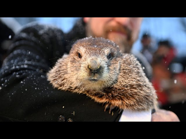 Where Does Phil The Groundhog Live? - To Get Ideas