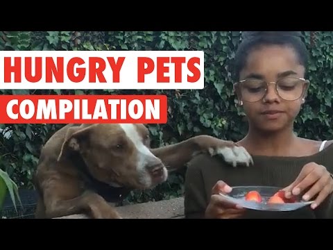 Hungry Pets Video Compilation 2016 - UCPIvT-zcQl2H0vabdXJGcpg
