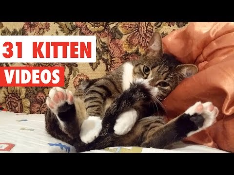 31 Cute Cats | Funny Cat Video Compilation 2017 - UCPIvT-zcQl2H0vabdXJGcpg