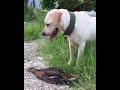 Canard a une technique pour pas se faire bouffer par un chien