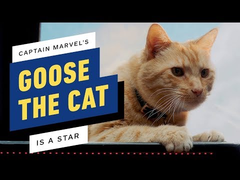 Captain Marvel's Goose Was the Biggest Star on Set - UCKy1dAqELo0zrOtPkf0eTMw