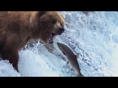 Grizzly Bears Catching Salmon - Nature's Great Events - BBC - UCwmZiChSryoWQCZMIQezgTg