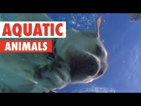 Animals Who Love Water | Aquatic Animals - UCPIvT-zcQl2H0vabdXJGcpg