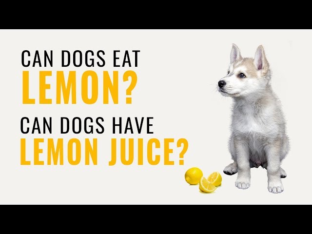 can-dogs-eat-lemon-juice-hayfarmguy