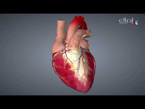 د. أحمد رمزي | الاسعافات الأولية | 11. عمل القلب والدورة الدموية