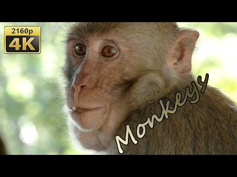 Rhesus Monkeys near Wat Tham Pha Mak Ho, Isaan - Thailand 4K Travel Channel - UCqv3b5EIRz-ZqBzUeEH7BKQ