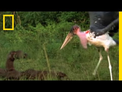 Mongooses vs. Giant Storks | National Geographic - UCpVm7bg6pXKo1Pr6k5kxG9A