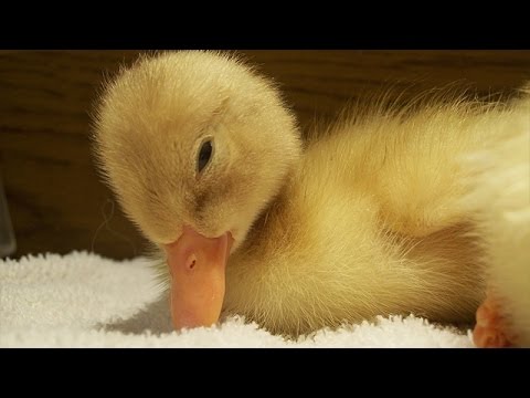 All My Ducklings ♥ A Super Gentle And Relaxing Lullaby For Babies To Go To Sleep