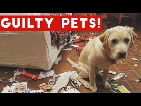 Funniest Guilty Pet Videos Weekly Compilation 2017 | Funny Pet Videos - UCYK1TyKyMxyDQU8c6zF8ltg