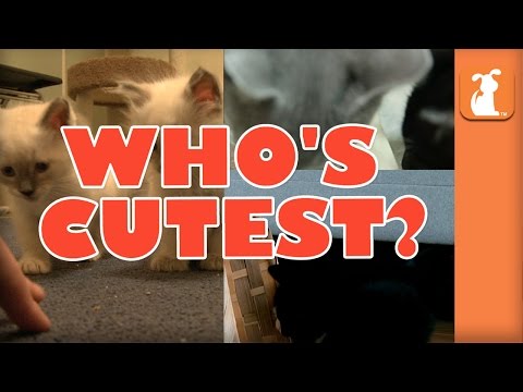 WHO'S CUTEST? YOU DECIDE! Which Kitten Is Cutest? (Episode 8) - UCPIvT-zcQl2H0vabdXJGcpg